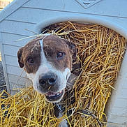 Hulk is registered to the contest to win money with this photo: dog, doghouse, straw, animal, pet, outdoor, happy, playful, brown_and_white, canine, fur, snout, ears, collar, chain, cheerful, close_up, face, messy, nature