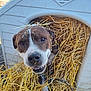 dog, doghouse, straw, animal, pet, outdoor, happy, playful, brown_and_white, canine, fur, snout, ears, collar, chain, cheerful, close_up, face, messy, nature