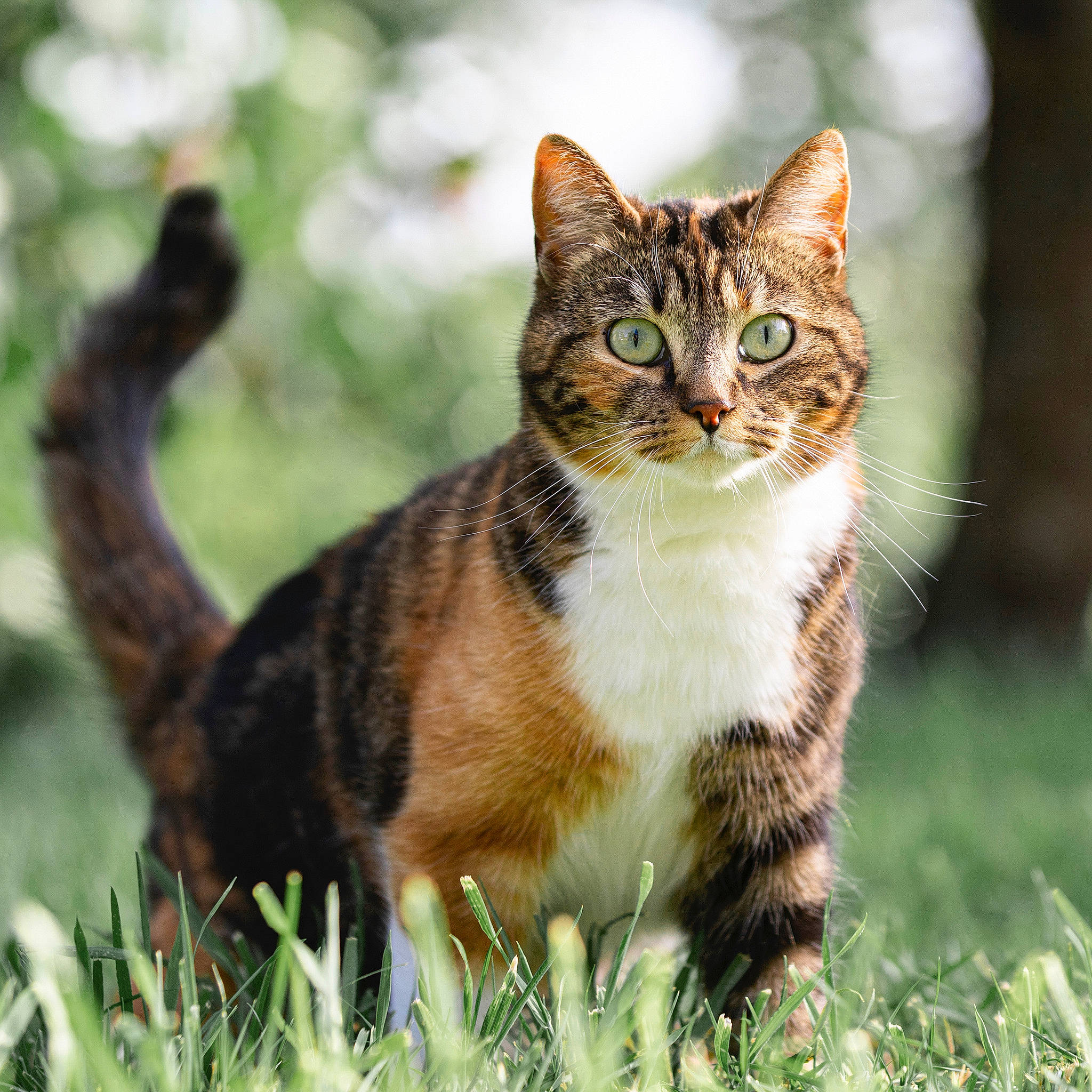 Nouméa participe au concours pour gagner de l'argent avec cette photo : carnivore, cat, domestic_short_haired_cat, facial_expression, fawn, felidae, fur, grass, grass_family, iris, organism, small_to_medium_sized_cats, snout, stock_photography, tail, terrestrial_animal, vertebrate, whiskers, wild_cat, wildlife