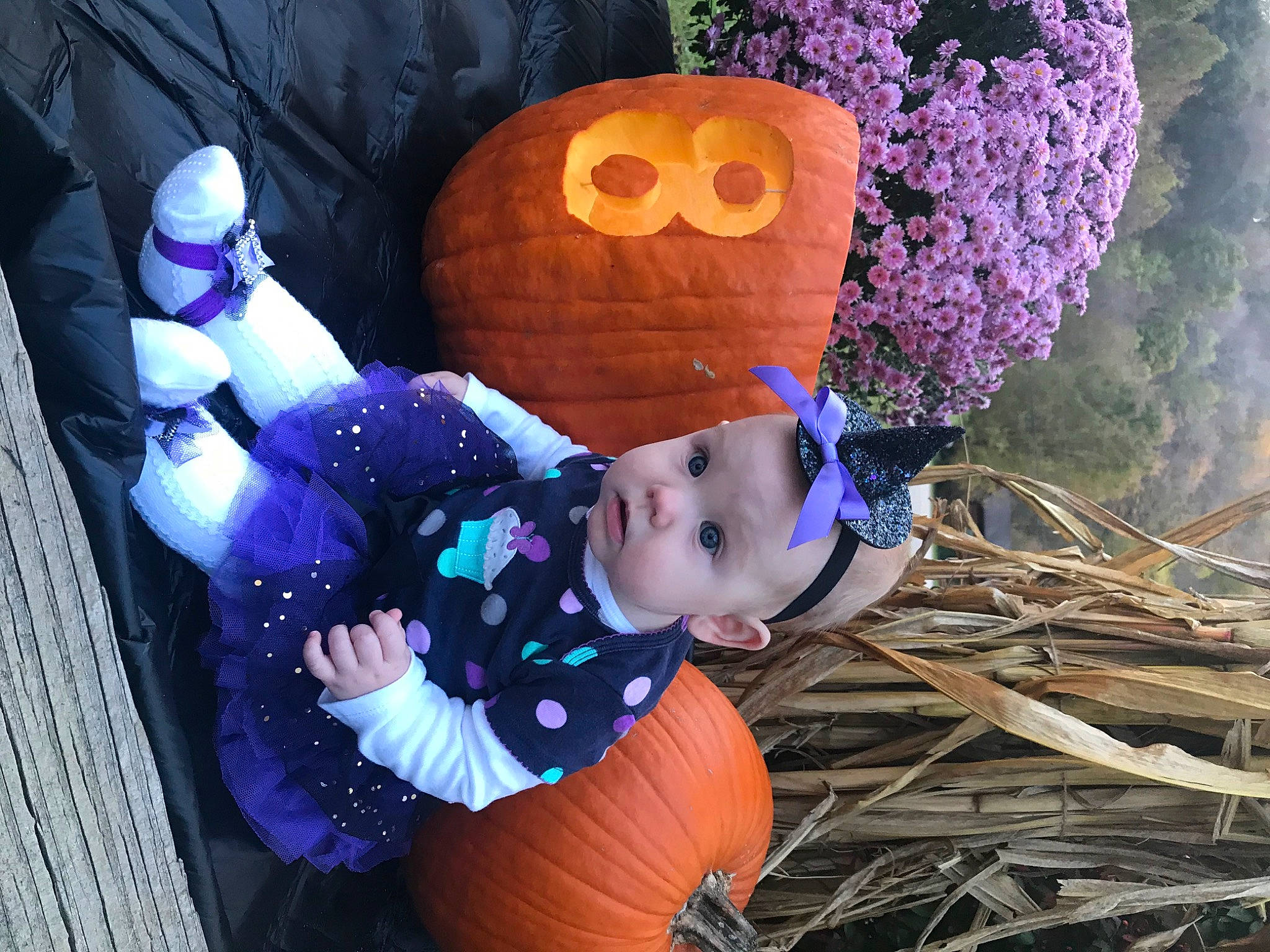 Cassandra is registered to the contest to win money with this photo: calabaza, child, jack_o_lantern, person, plant, pumpkin, purple, toddler, trick_or_treat, winter_squash