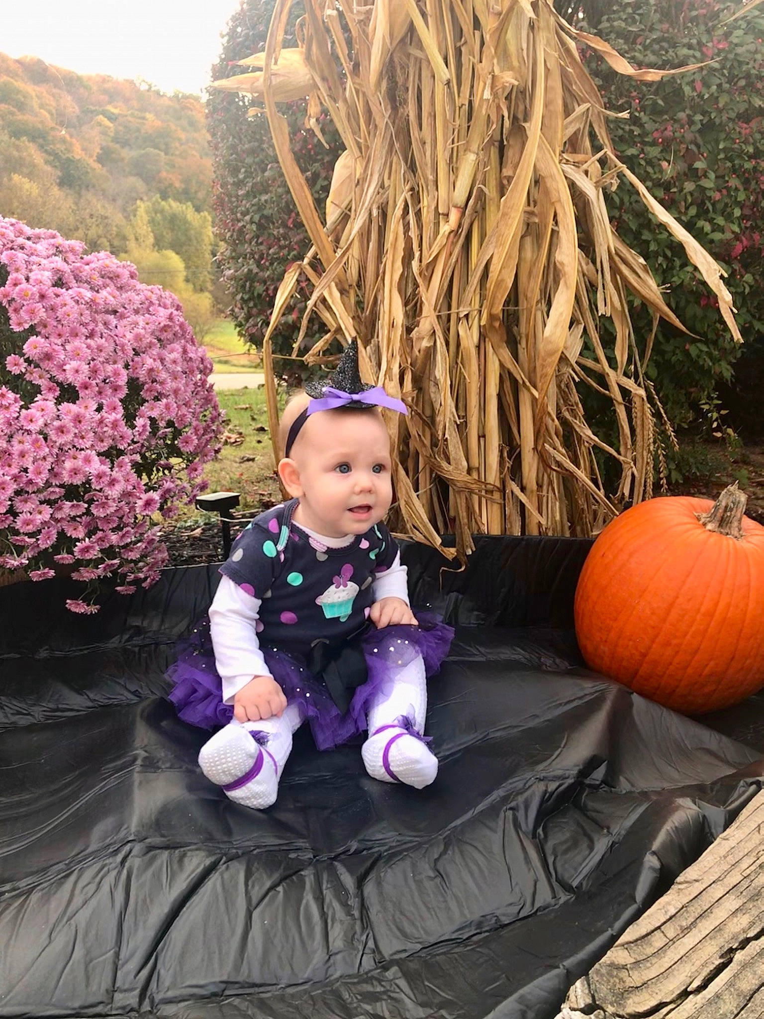 Cassandra joined the competition — help win amazing prizes! calabaza, child, flower, lavender, person, photography, pink, plant, pumpkin, purple, sitting, toddler, tree, violet, winter_squash