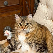 Maggie is registered to the contest to win money with this photo: animal, armchair, cat, cozy, feline, fluffy, furniture, green_eyes, indoor, long_hair, lounging, pet, portrait, raised_paw, sitting, striped_fur, tabby_cat, whiskers, white_paws, wooden_cabinet