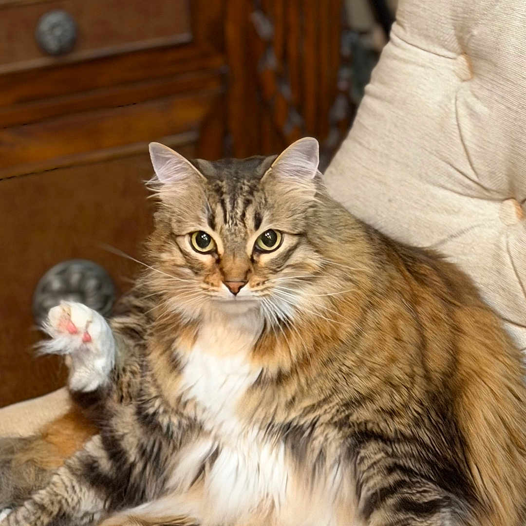 Maggie