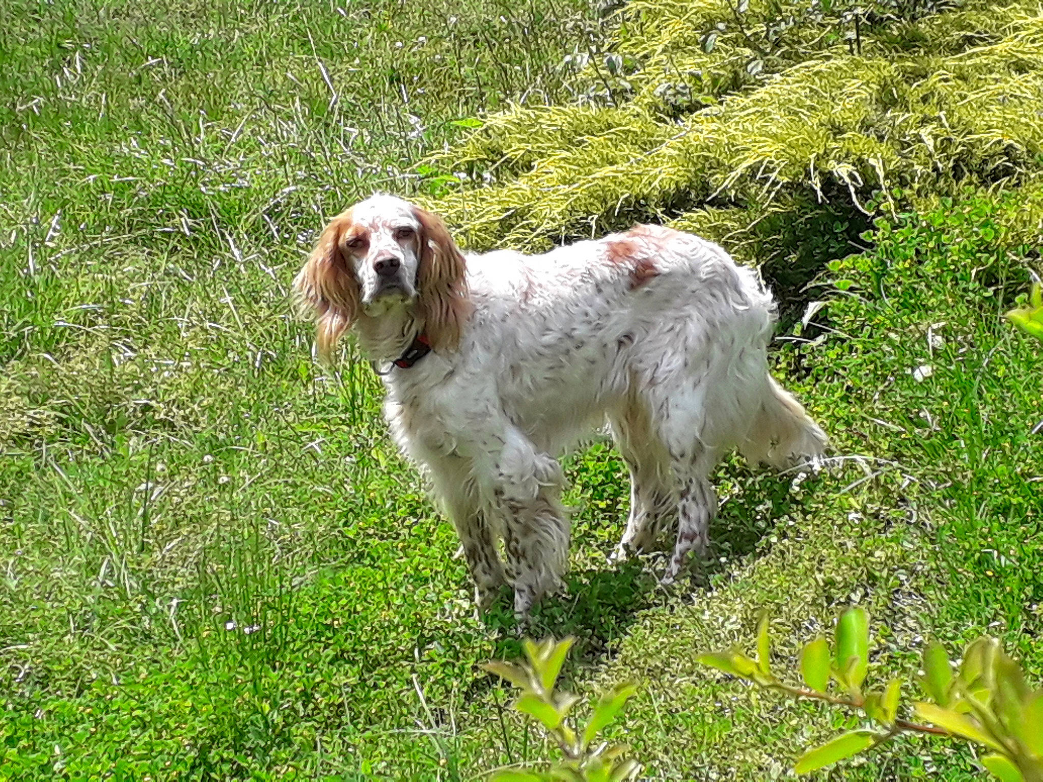 Mabelle participe au concours pour gagner de l'argent avec cette photo : canidae, carnivore, companion_dog, dog, dog_breed, fawn, flower, grass, grassland, groundcover, gun_dog, irish_red_and_white_setter, liver, natural_landscape, pasture, plant, pointing_breed, retriever, tail, working_animal