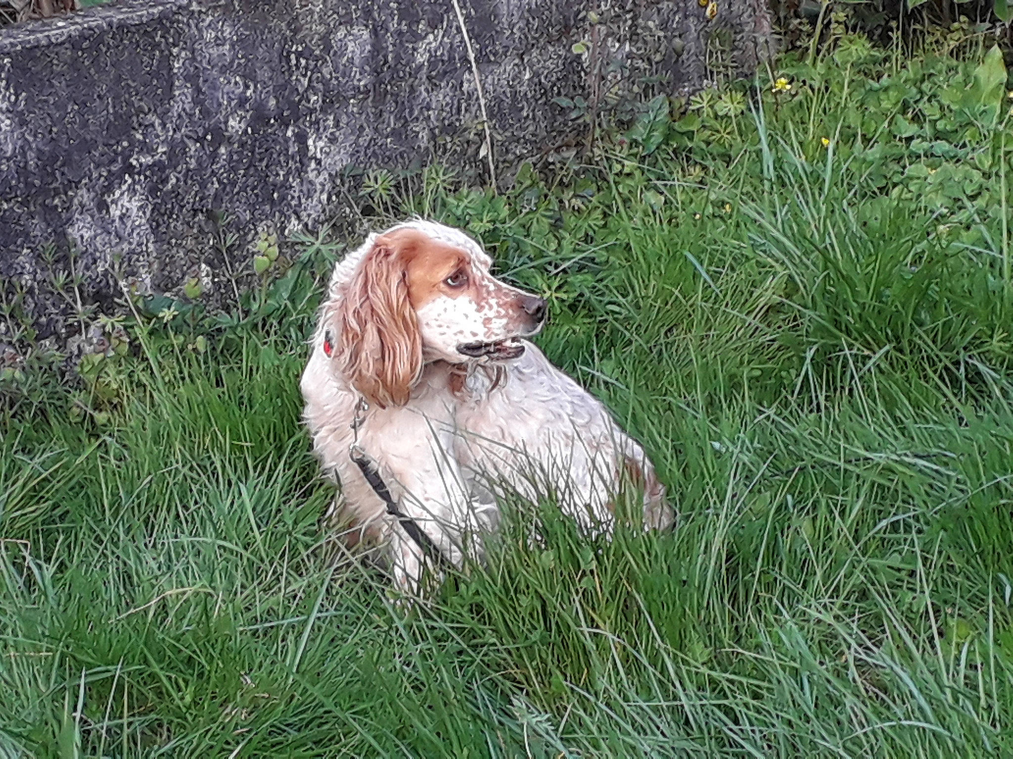 Mabelle a rejoint le concours — aidez-le/la à gagner de superbes lots ! canidae, carnivore, cocker_spaniel, companion_dog, dog, dog_breed, fawn, fur, grass, groundcover, gun_dog, hunting_dog, liver, plant, prairie, retriever, snout, spaniel, sporting_group, terrestrial_animal