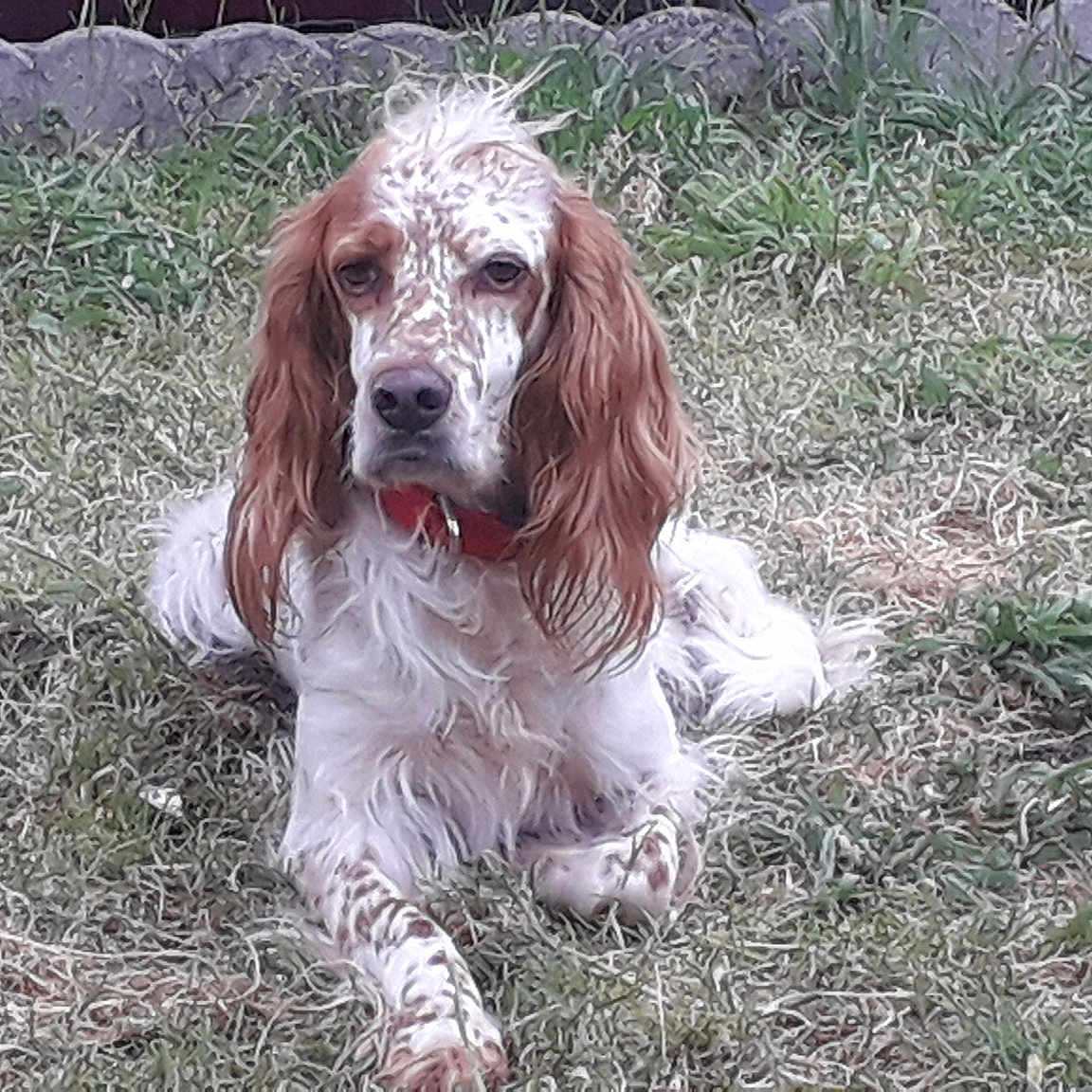 Mabelle