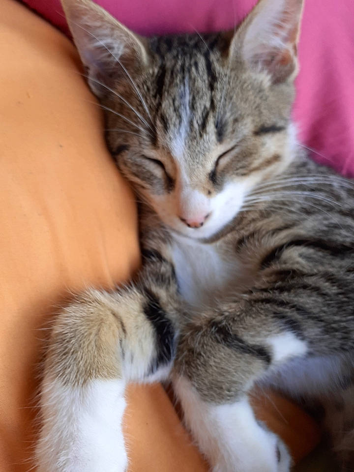 Simbad a rejoint le concours — aidez-le/la à gagner de superbes lots ! carnivore, cat, claw, comfort, domestic_short_haired_cat, ear, felidae, fur, nail, paw, small_to_medium_sized_cats, snout, tail, terrestrial_animal, whiskers, wildlife