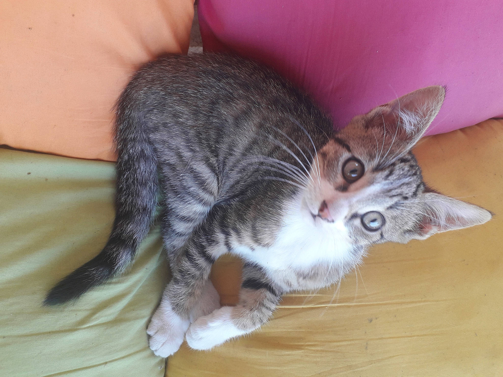Simbad