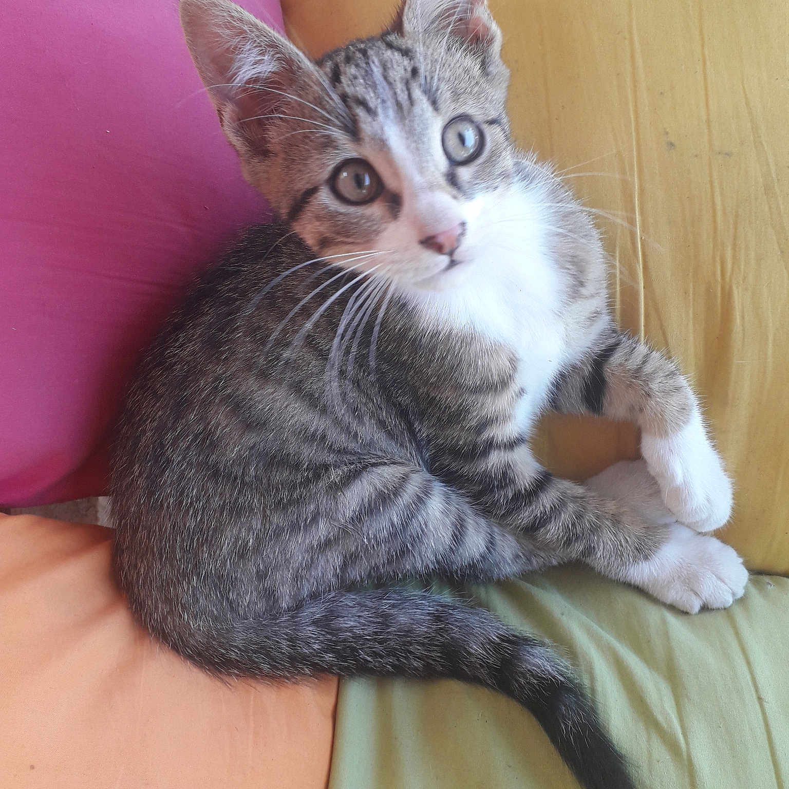 Simbad