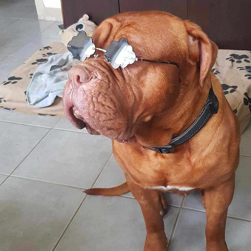 Taz