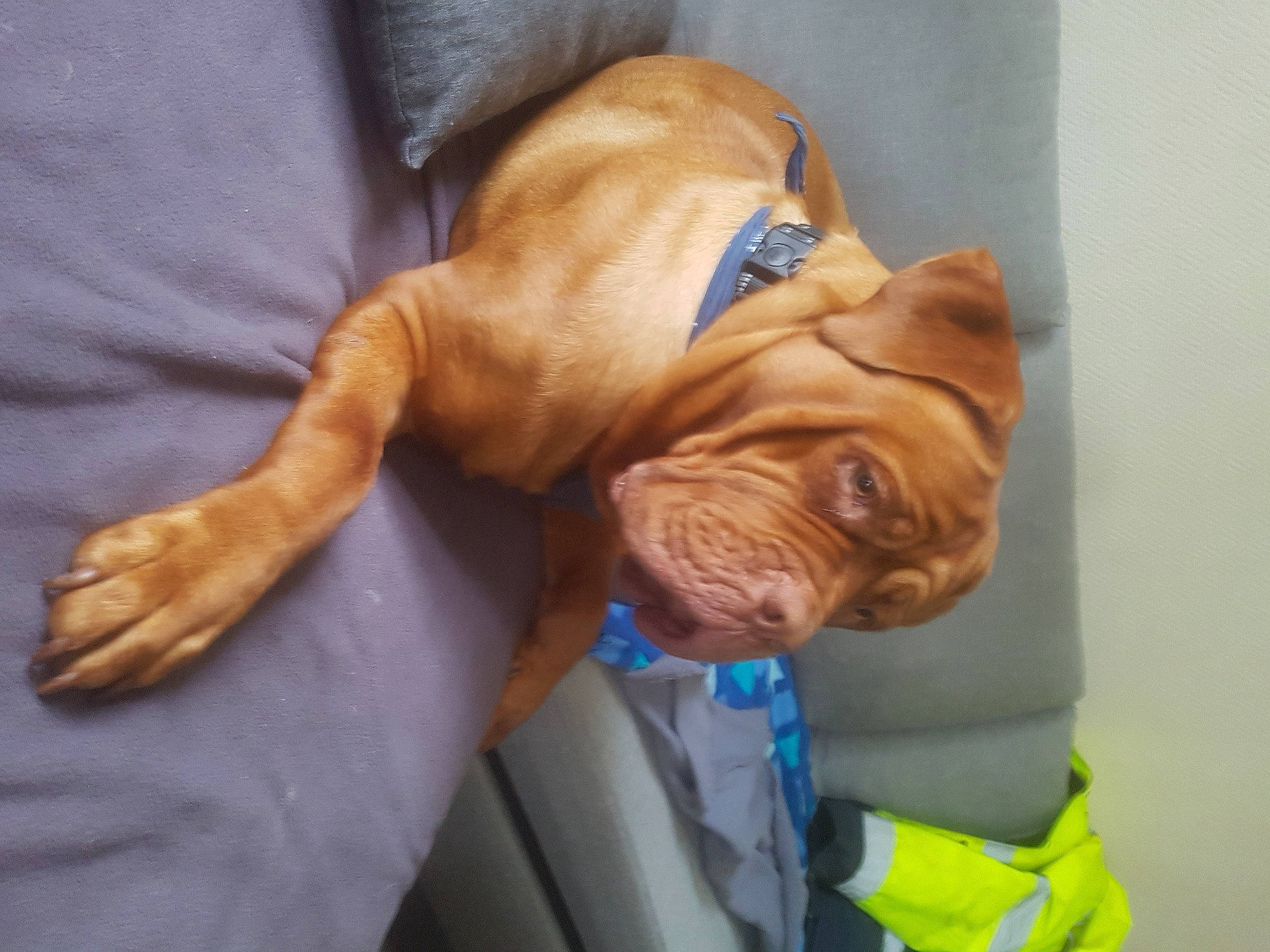 Taz a rejoint le concours — aidez-le/la à gagner de superbes lots ! canidae, carnivore, collar, comfort, companion_dog, dog, dog_breed, dog_collar, dog_supply, ear, elbow, fawn, guard_dog, liver, ori_pei, shar_pei, snout, sporting_group, working_animal, wrinkle