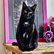Baguera a rejoint le concours — aidez-le/la à gagner de superbes lots ! black_cat, green_eyes, wooden_table, pink_frame, artwork, purple_rose, decor, indoor, furniture, sitting_cat, portrait, animal, pet, cozy, artistic, closeup, feline, tabletop, wood_texture, still_life