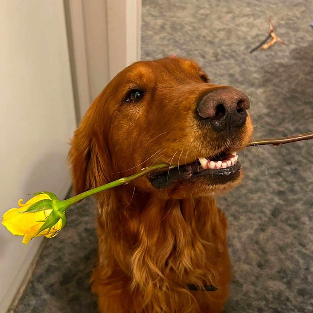 Riley joined the competition — help win amazing prizes! animal, canine, carpet, collar, cute, dog, domestic, flower, friendly, fur, golden_retriever, household, indoor, mouth, nose, pet, playful, teeth, whiskers, yellow_rose