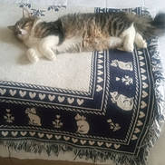 Gizmo joined the competition — help win amazing prizes! cat, tabby_cat, white_paws, fur, sleeping, lying_down, relaxed, pet, animal, bed, blanket, patterned_blanket, bedroom, indoor, home, textile, wood_floor, portrait_orientation, date_stamp, nap