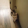 cat, fluffy_cat, pet, animal, indoors, hallway, wooden_floor, door, doorway, wall, home, domestic_animal, sitting, looking_at_camera, long_fur, blue_eyes, cream_fur, brown_fur, portrait, vertical_photo