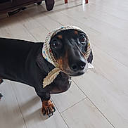 Holly is registered to the contest to win money with this photo: dog, dachshund, pet, indoor, floor, headscarf, black, brown, animal, cute, looking_up, curious, small_dog, domestic, mammal, four_legs, ears, nose, whiskers, fur