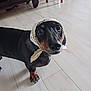 dog, dachshund, pet, indoor, floor, headscarf, black, brown, animal, cute, looking_up, curious, small_dog, domestic, mammal, four_legs, ears, nose, whiskers, fur