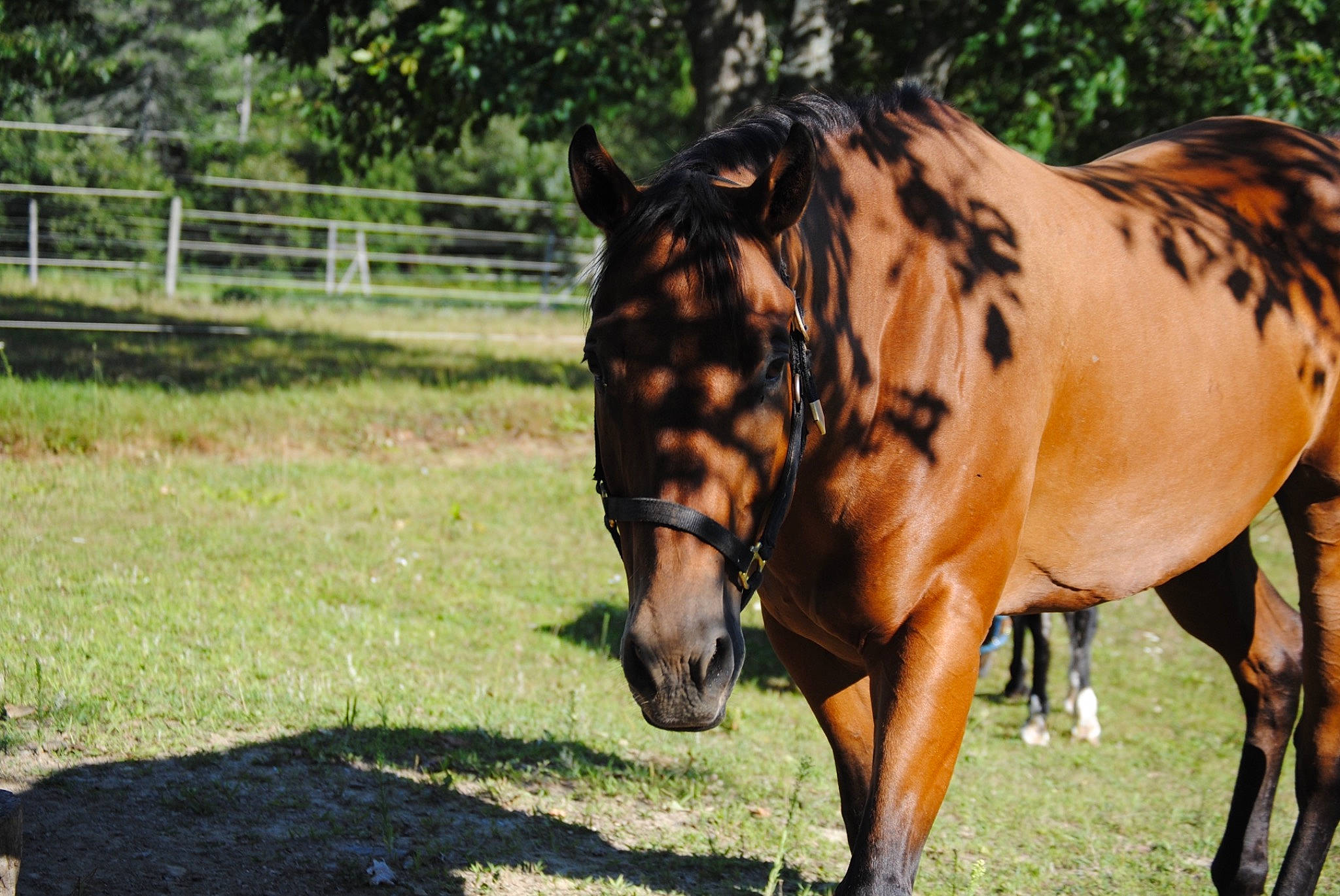 Barnaby is registered to the contest to win money with this photo: grass, hair, horse, landscape, livestock, mammal, mane, mare, mustang_horse, nose, organism, pasture, pony, ranch, sky, snout, stallion, terrestrial_animal, vertebrate, wildlife