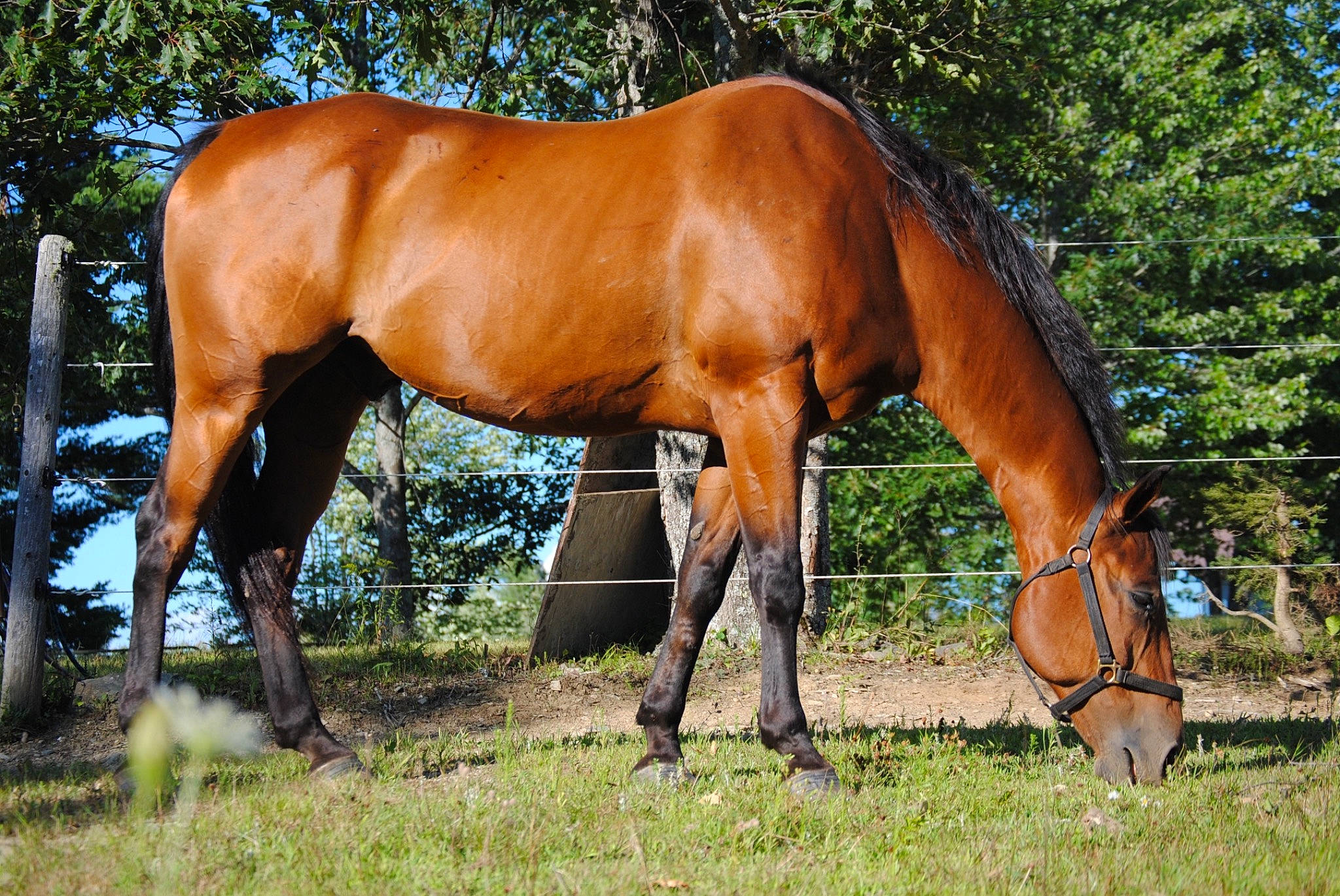 Barnaby joined the competition — help win amazing prizes! grass, grassland, grazing, horse, landscape, liver, livestock, mammal, mane, mare, meadow, mustang_horse, pasture, plant, snout, sorrel, stallion, terrestrial_animal, tree, wildlife