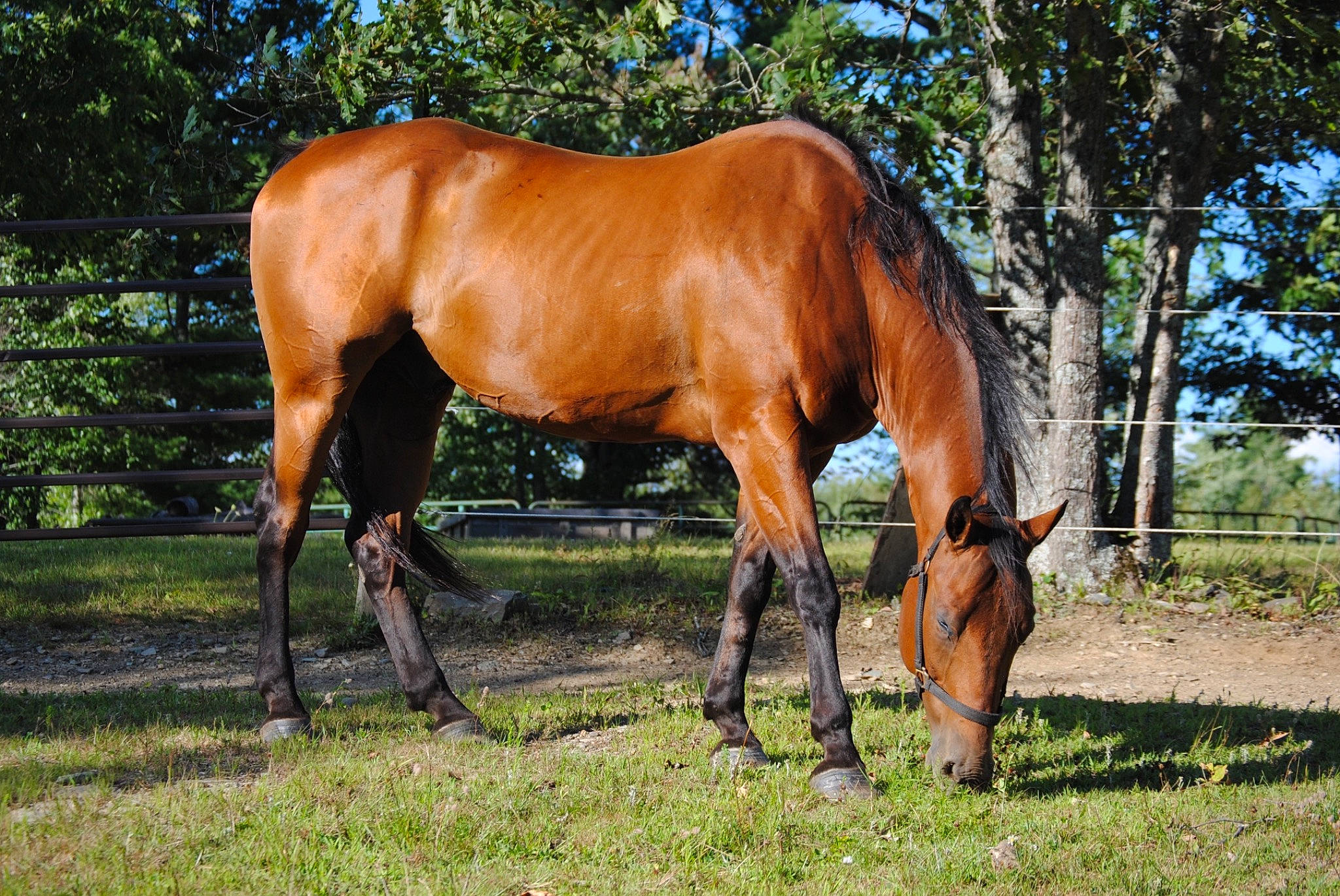 Barnaby joined the competition — help win amazing prizes! colt, grass, grassland, grazing, horse, landscape, livestock, mammal, mane, mare, meadow, mustang_horse, pasture, plant, ranch, sorrel, stallion, terrestrial_animal, vertebrate, wildlife