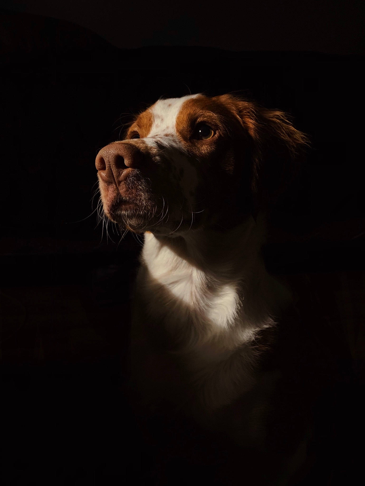 Indiana Bones joined the competition — help win amazing prizes! brittany, canidae, carnivore, companion_dog, darkness, dog, dog_breed, hunting_dog, snout, sporting_group, whiskers