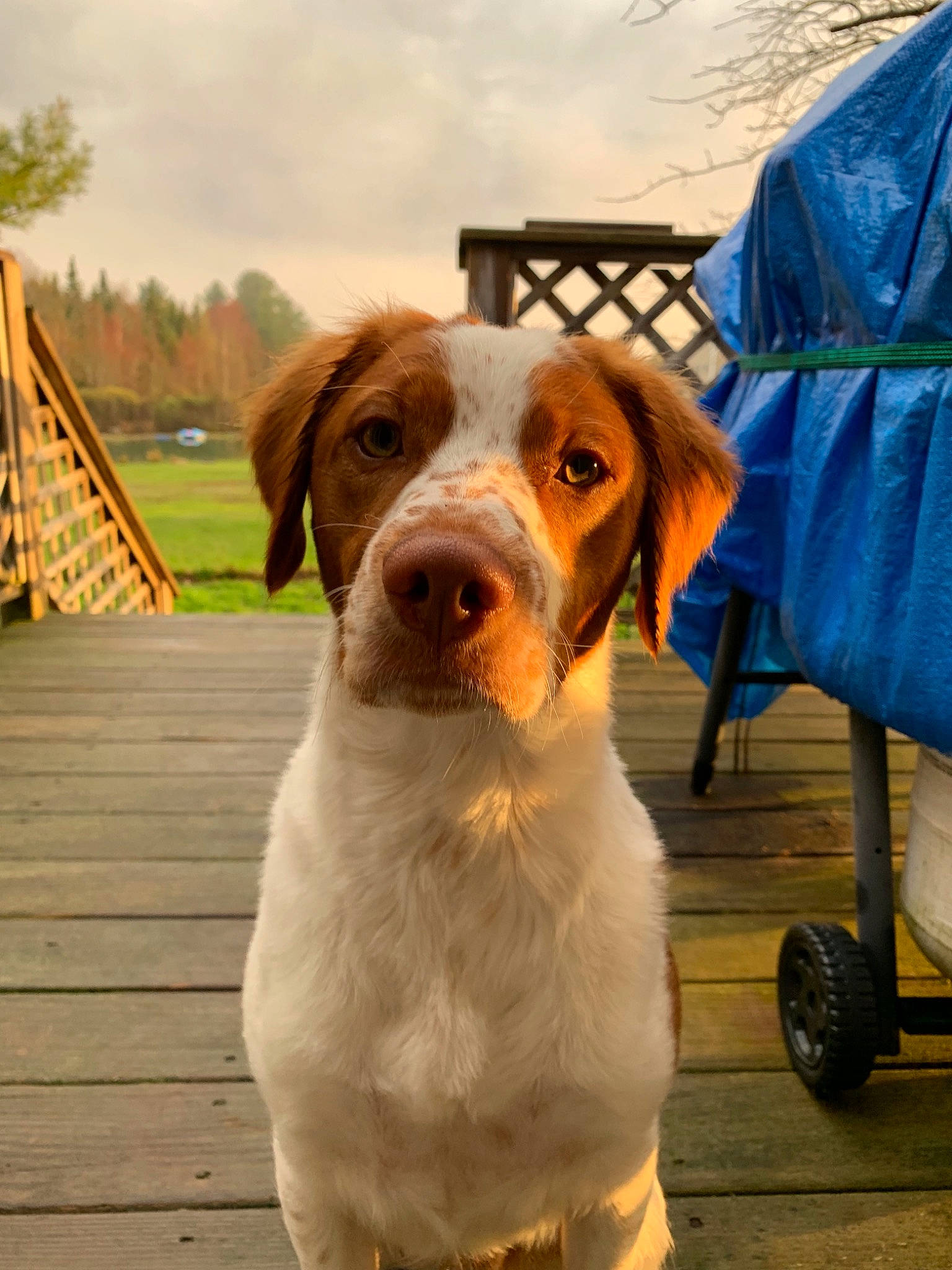Indiana Bones is registered to the contest to win money with this photo: braque_saint_germain, brittany, canidae, carnivore, companion_dog, dog, dog_breed, hunting_dog, mammal, pointer, rare_breed_dog, sporting_group, vertebrate