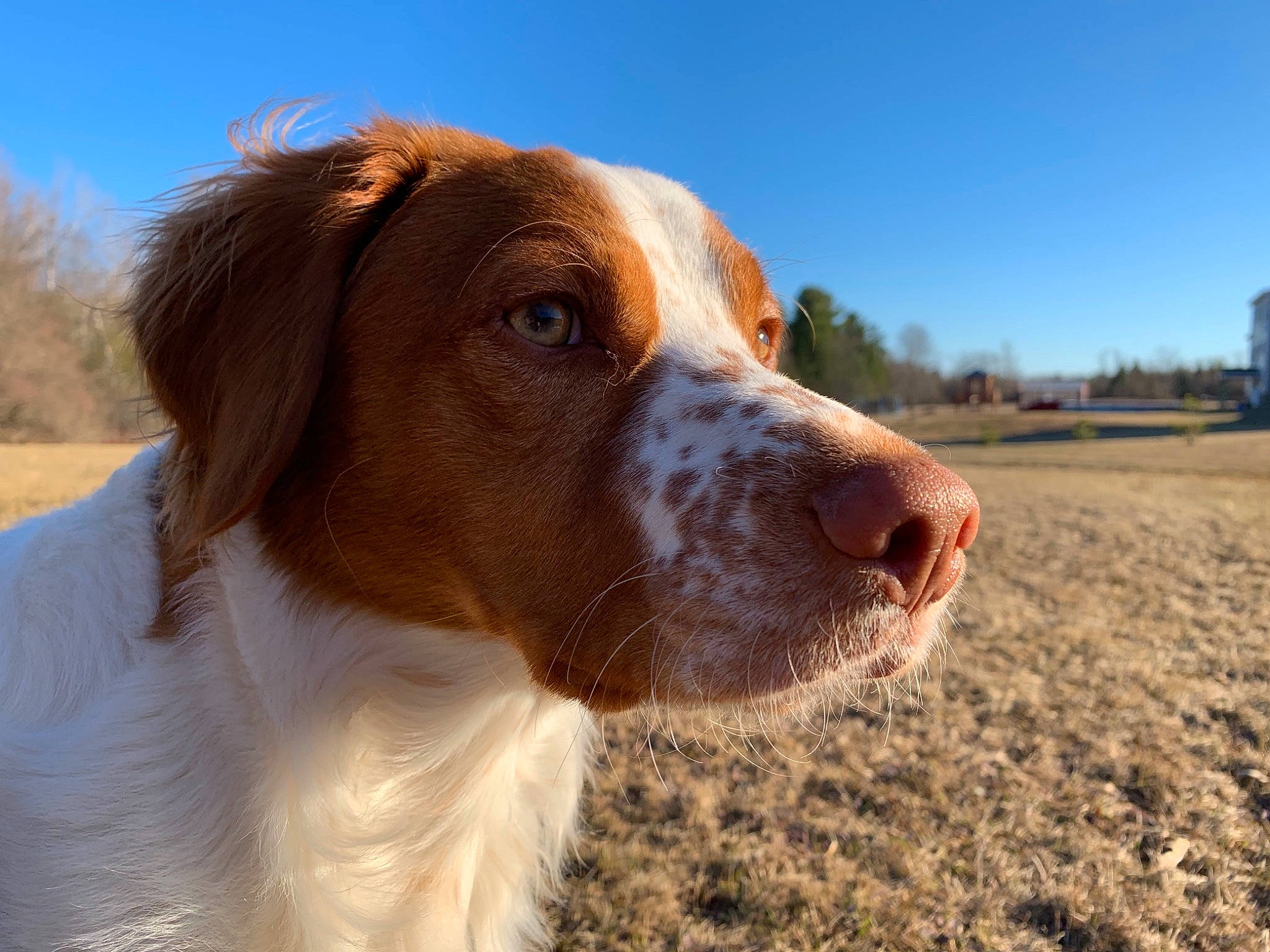 Indiana Bones is registered to the contest to win money with this photo: braque_saint_germain, brittany, canidae, carnivore, companion_dog, dog, dog_breed, drentse_patrijshond, french_spaniel, hunting_dog, irish_red_and_white_setter, liver, mammal, pointing_breed, rare_breed_dog, snout, spaniel, sporting_group, vertebrate, welsh_springer_spaniel