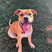 Clover is registered to the contest to win money with this photo: dog, canine, pet, grass, outdoor, animal, happy, tongue_out, collar, sitting, brown_fur, smiling, cute, friendly, nature, sunlight, playful, mammal, young_dog, portrait