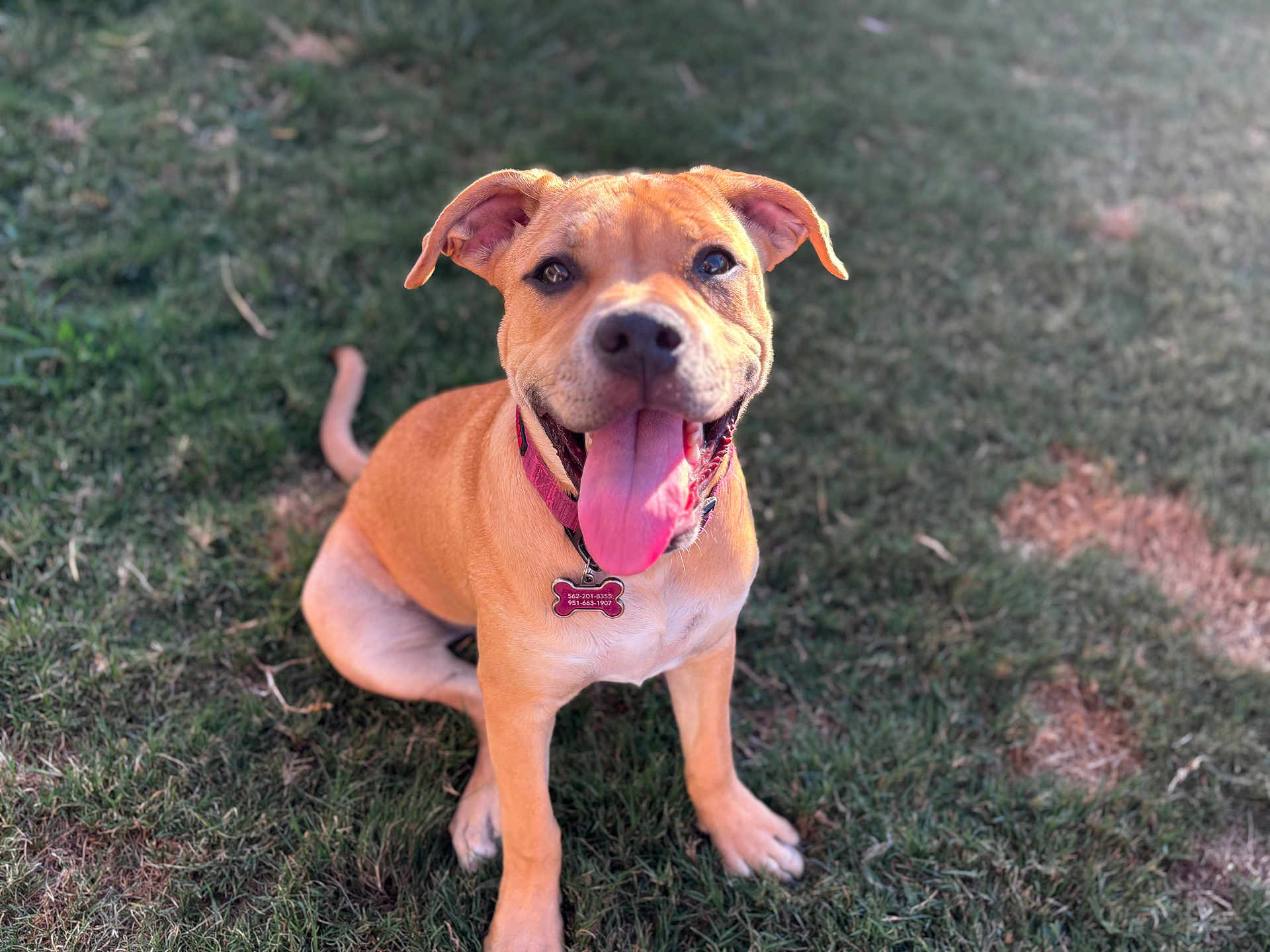 Clover is registered to the contest to win money with this photo: dog, canine, pet, grass, outdoor, animal, happy, tongue_out, collar, sitting, brown_fur, smiling, cute, friendly, nature, sunlight, playful, mammal, young_dog, portrait
