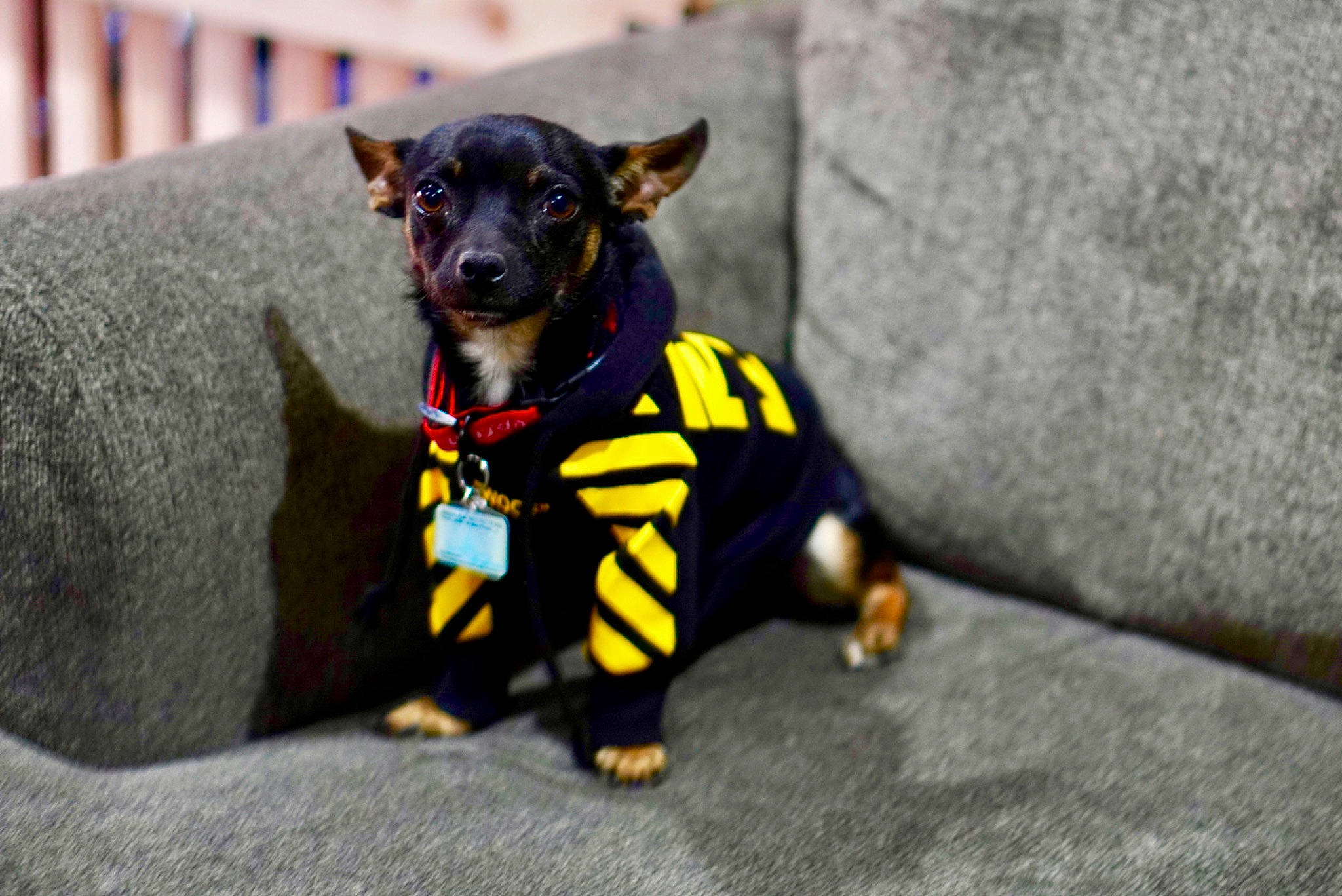 Pico is registered to the contest to win money with this photo: carnivore, chihuahua, collar, companion_dog, dog, dog_breed, dog_clothes, dog_collar, dog_supply, fashion_accessory, fawn, grey, leash, pet_supply, pinscher, plant, snout, toy_dog, whiskers, working_animal