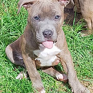 Bull joined the competition — help win amazing prizes! adorable, animal, brown_dog, canine, cute, dog, ears, expression, fur, grass, nature, outdoor, paw, pet, playful, puppy, sitting, sunlight, tongue_out, young_dog