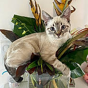 Simba a rejoint le concours — aidez-le/la à gagner de superbes lots ! cat, kitten, pet, animal, vase, flowers, leaves, houseplant, indoor, curious, blue_eyes, sitting, whiskers, ears, close_up, portrait, glass_vase, water, decor, plant_stems