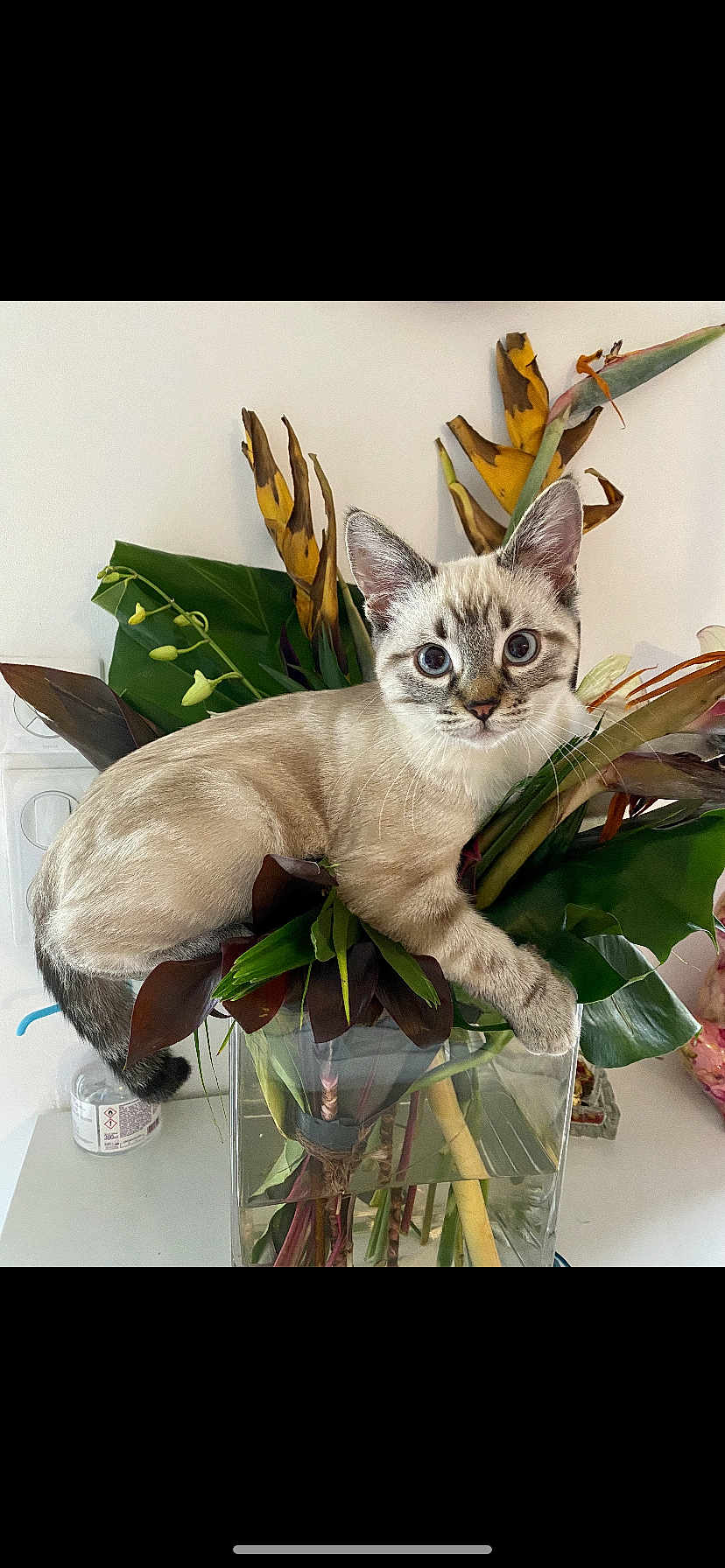 Simba a rejoint le concours — aidez-le/la à gagner de superbes lots ! cat, kitten, pet, animal, vase, flowers, leaves, houseplant, indoor, curious, blue_eyes, sitting, whiskers, ears, close_up, portrait, glass_vase, water, decor, plant_stems