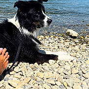 Chouchou a rejoint le concours — aidez-le/la à gagner de superbes lots ! animal, beach, black_and_white, daytime, dog, foot, kayak, lake, leash, mountains, nature, outdoor, person, relaxing, rocks, scenic, sunny, travel, vacation, water