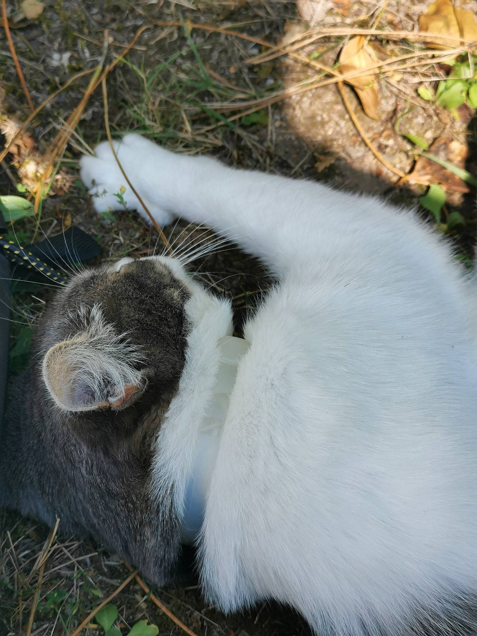 Nut'S participe au concours pour gagner de l'argent avec cette photo : cat, cow_goat_family, fawn, felidae, fur, grass, natural_material, plant, small_to_medium_sized_cats, snout, tail, terrestrial_animal, twig, whiskers, wildlife, wool
