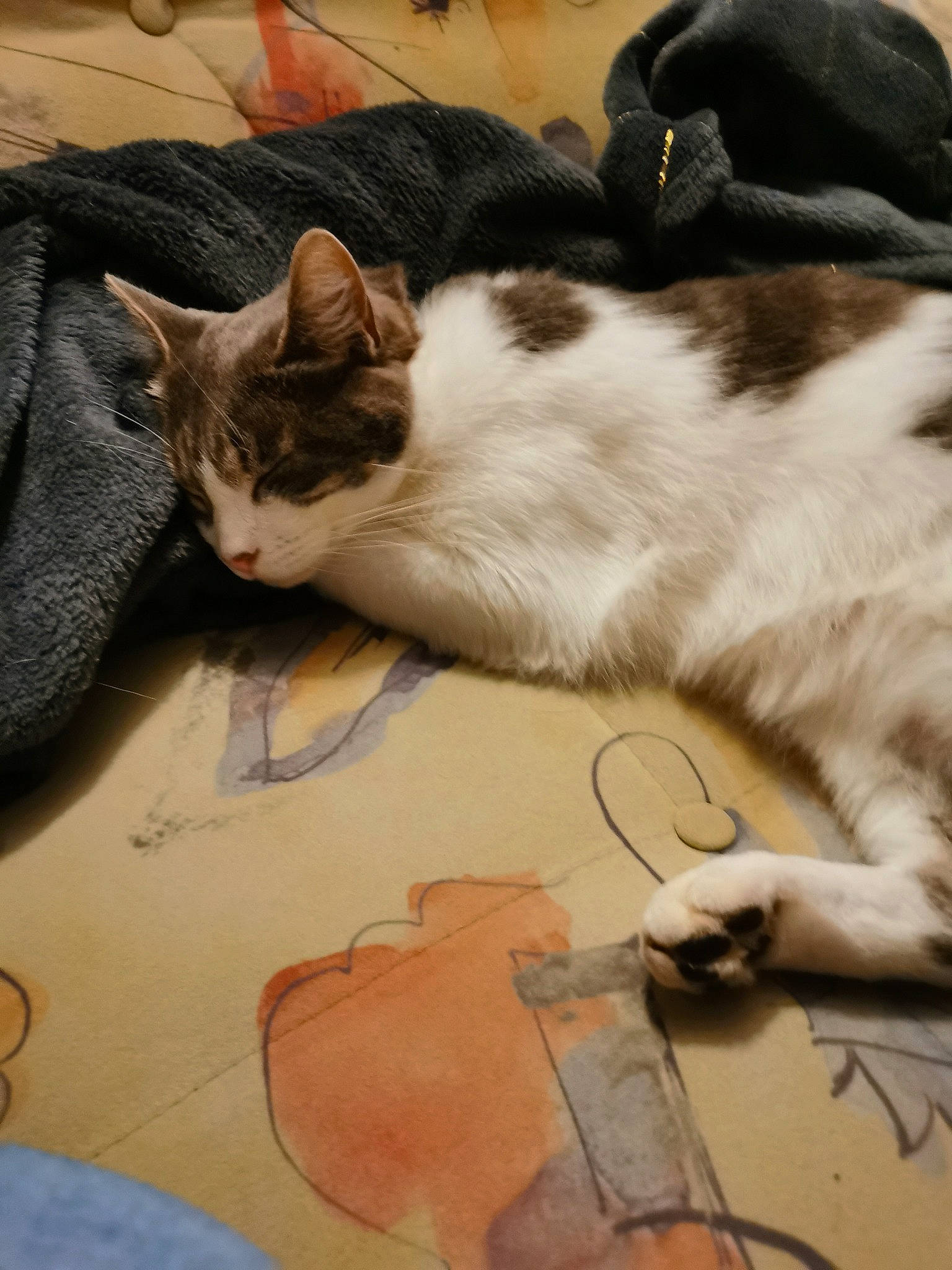 Nut'S a rejoint le concours — aidez-le/la à gagner de superbes lots ! art, carnivore, cat, comfort, domestic_short_haired_cat, felidae, floor, flooring, fur, gesture, hardwood, linens, paint, paw, small_to_medium_sized_cats, snout, tail, visual_arts, whiskers, wood