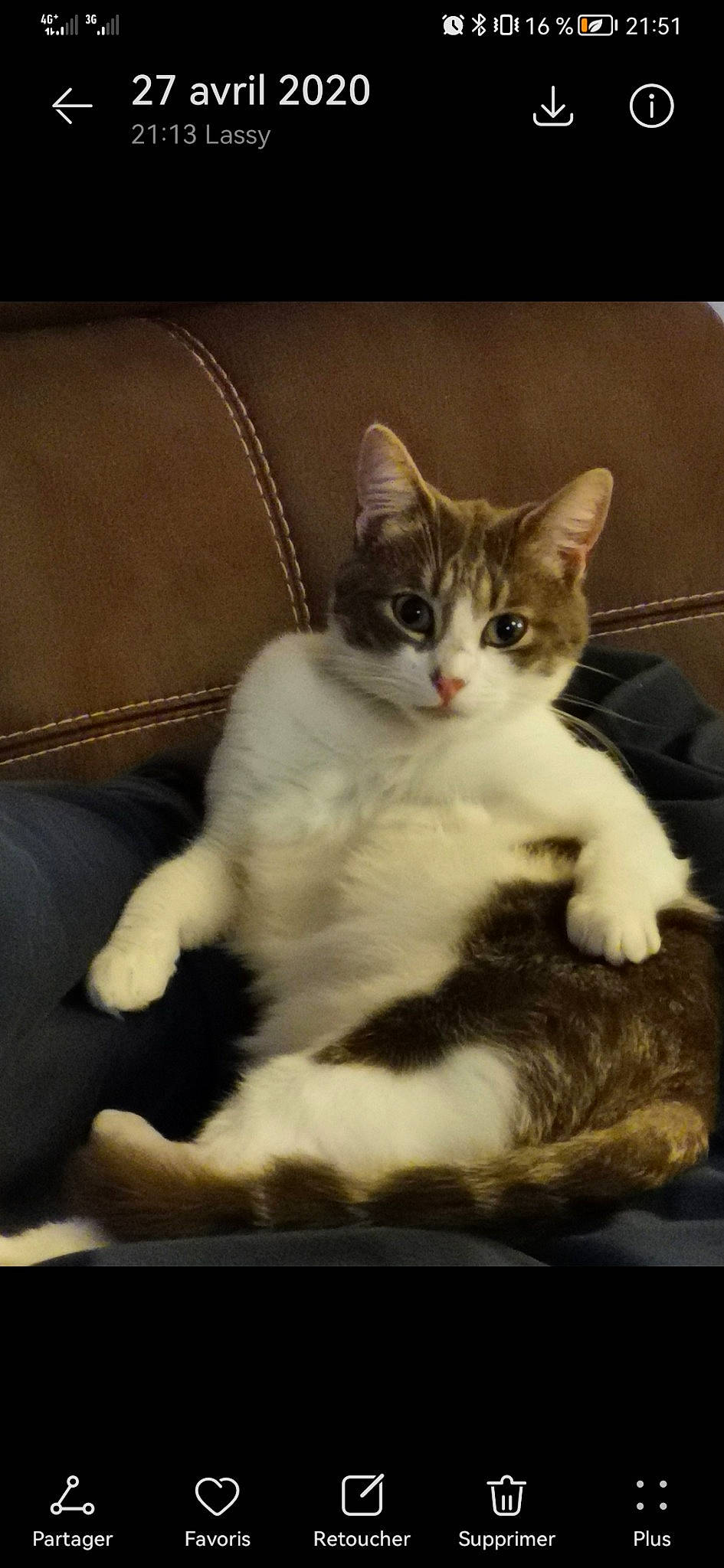 Nut'S a rejoint le concours — aidez-le/la à gagner de superbes lots ! art, carnivore, cat, claw, comfort, couch, domestic_short_haired_cat, felidae, foot, fur, paw, photo_caption, sitting, small_to_medium_sized_cats, tail, whiskers