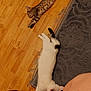 cat, sleeping, floor, wooden_floor, tabby_cat, white_cat, black_patches, striped_cat, spotted_cat, rug, fringe, indoor, pet, relaxed, resting, home, animal, feline, cozy, leg