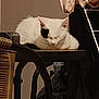 cat, white_cat, black_patch, sleeping, chair, indoor, pet, furniture, resting, cozy, domestic_animal, animal, quiet, relaxing, fur, cute, mammal, household, still_life, calm