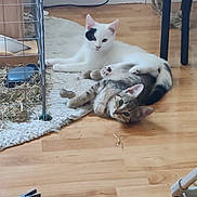 Ajax Et Louna a rejoint le concours — aidez-le/la à gagner de superbes lots ! cat, cats, white_cat, tabby_cat, floor, wooden_floor, indoor, pet, animal, resting, lying_down, cage, hay, clothes_pin, power_plug, curious, cozy, domestic, feline, playful