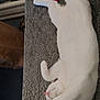 cat, white_cat, sleeping, paw, blanket, texture, indoor, pet, fur, relaxed, cute, animal, cozy, resting, table, domestic, whiskers, nose, pink_nose, claw