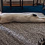 Amélie a rejoint le concours — aidez-le/la à gagner de superbes lots ! animal, black_spot, blanket, blue_carpet, carpet, cat, cozy, floor, furniture, home, indoor, nap, patterned_blanket, pet, relaxed, resting, sleeping, stretching, white_cat, wooden_chair