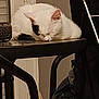 Amélie a rejoint le concours — aidez-le/la à gagner de superbes lots ! animal, black_patch, cat, cozy, domestic, fur, furniture, home, household, indoor, nap, pet, quiet, quiet_moment, relaxing, resting, sleeping, stool, table, white_cat