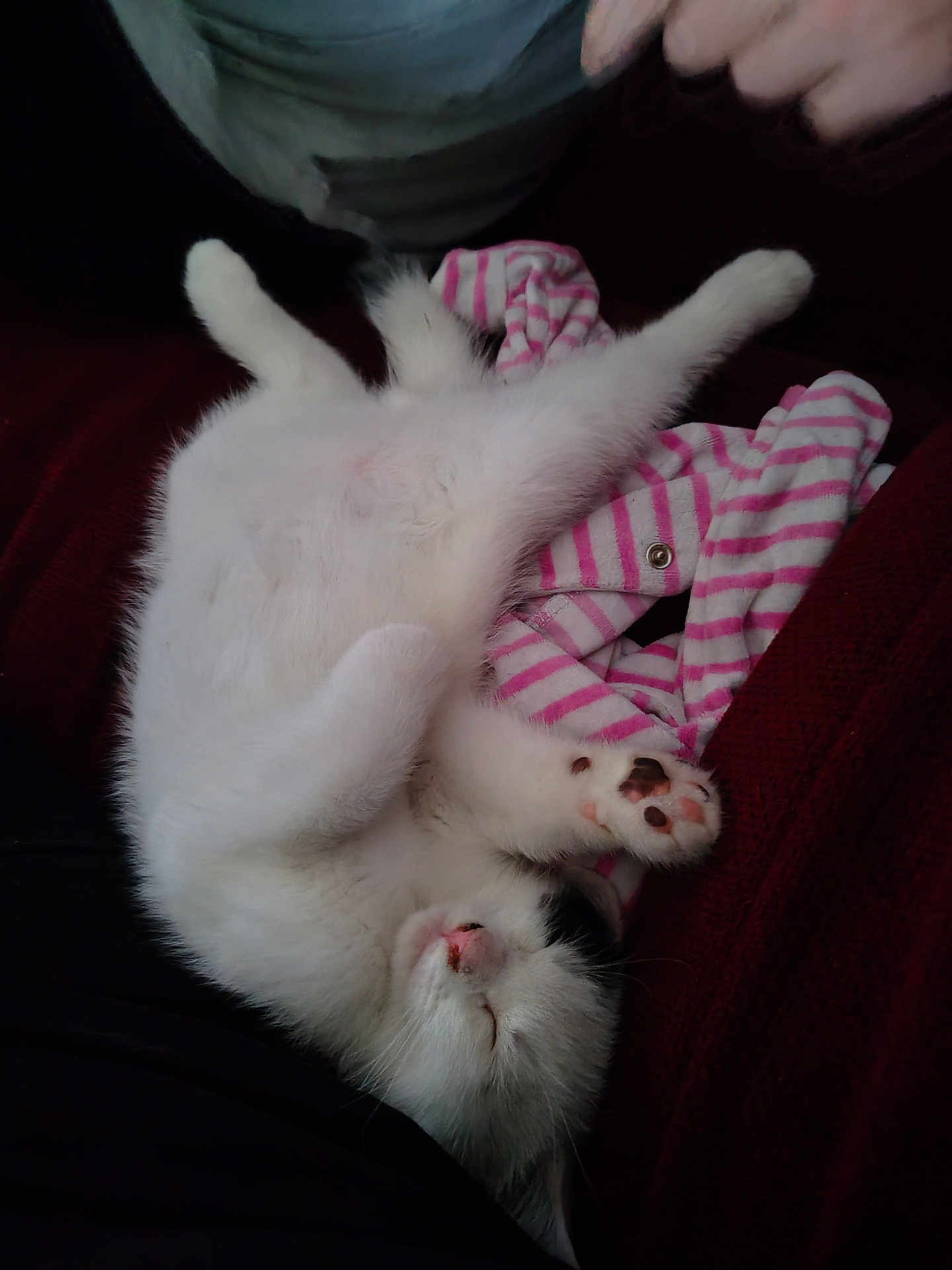 Amélie