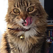 Tamara is registered to the contest to win money with this photo: cat, tabby_cat, fluffy, long_hair, pet, animal, portrait, close_up, sitting, tongue, licking, whiskers, ears, eyes, collar, bell, fur, brown, indoor, cute