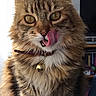 cat, tabby_cat, fluffy, long_hair, pet, animal, portrait, close_up, sitting, tongue, licking, whiskers, ears, eyes, collar, bell, fur, brown, indoor, cute