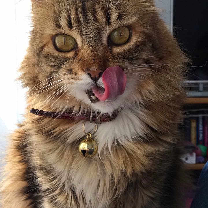 Tamara is registered to the contest to win money with this photo: cat, tabby_cat, fluffy, long_hair, pet, animal, portrait, close_up, sitting, tongue, licking, whiskers, ears, eyes, collar, bell, fur, brown, indoor, cute