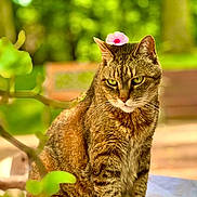 Tabitha joined the competition — help win amazing prizes! cat, tabby, flower, pink_flower, pet, animal, outdoor, nature, greenery, blurred_background, sitting, fur, whiskers, ears, eyes, portrait, sunlight, leaf, branch, calm