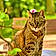 Tabitha