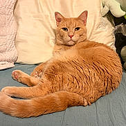 Sol joined the competition — help win amazing prizes! animal, bed, blanket, cat, ears, eyes, feline, fluffy, fur, ginger_cat, indoors, lying_down, orange_cat, paws, pet, pillow, portrait, stuffed_animal, tail, whiskers